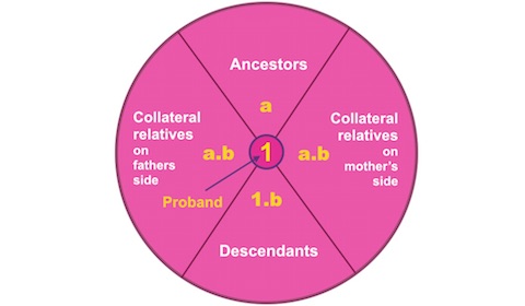 A Knot System Kin Group